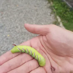 Wild Cherry Sphinx thumbnail 2
