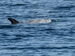 Risso's Dolphin thumbnail 1