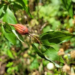 Dogwood Clubgall Midge thumbnail 1