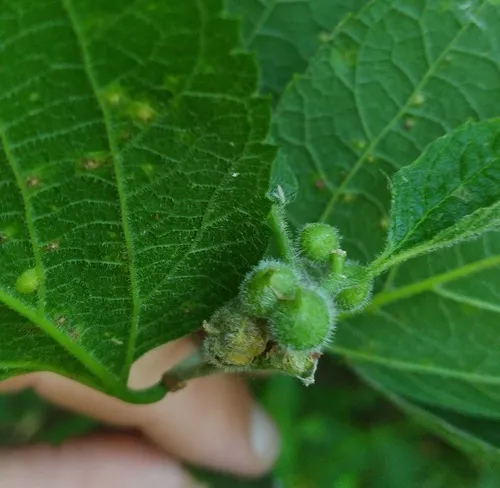 Hackberry Acorn Gall Midge