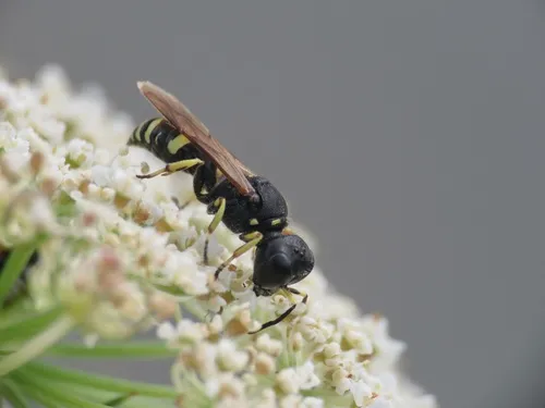Ectemnius trifasciatus