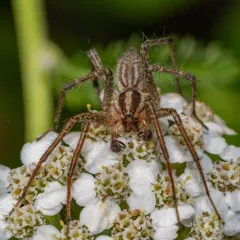 Potter's Grass Spider thumbnail 4