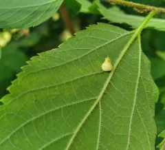 Hackberry Pear-shaped Gall Midge thumbnail 2