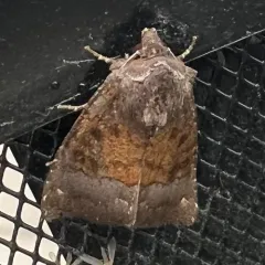 Coneflower Borer Moth thumbnail 2