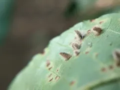 Hickory White-haired Gall Midge thumbnail 3
