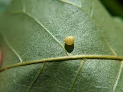 Hickory Sticky Globe Gall Midge thumbnail 3
