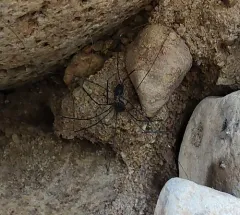 Leiobunum exilipes thumbnail 3