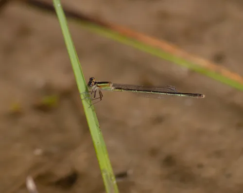 Rambur's Forktail