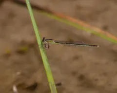 Rambur's Forktail thumbnail 1