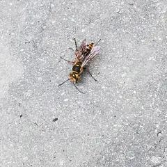 Asian Mud-dauber Wasp thumbnail 3