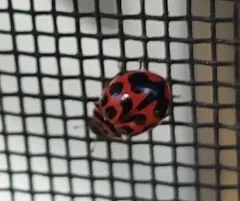 V-marked Lady Beetle thumbnail 4