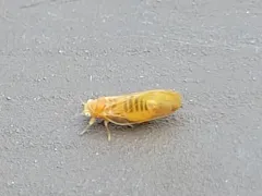 Psylla striata thumbnail 3
