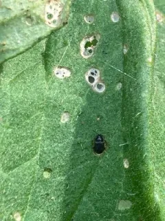 Tuber Flea Beetle thumbnail 3