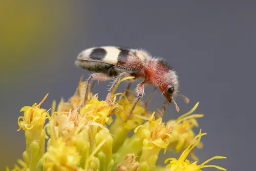 Enoclerus laetus