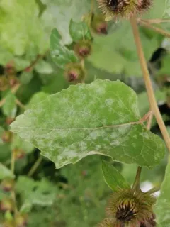 burdock mildew thumbnail 2