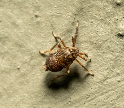 Pissonotus tumidus