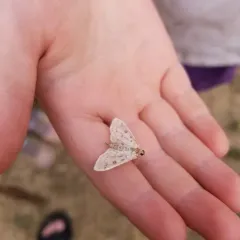 Herpetogramma aquilonalis thumbnail 3