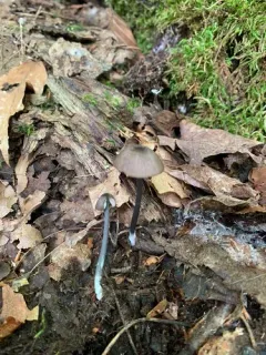 Entoloma pulchripes thumbnail 2