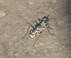 Short-legged Tiger Beetle thumbnail 2