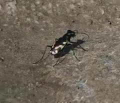 Williston's Tiger Beetle thumbnail 3