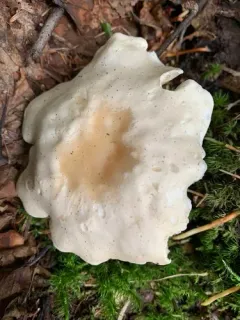 Clitopilus paxilloides thumbnail 4