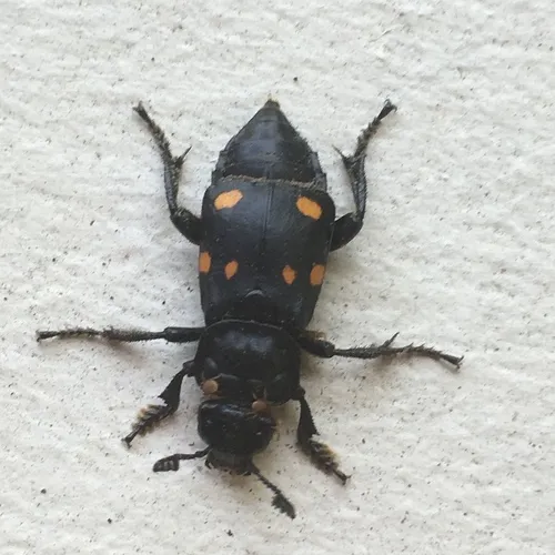 Boreal Burying Beetle