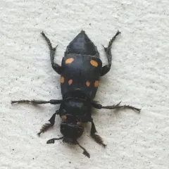 Boreal Burying Beetle thumbnail 1