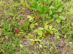 Fuller's bristly dewberry thumbnail 2