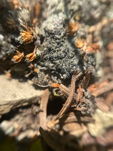 Micarea subalpina