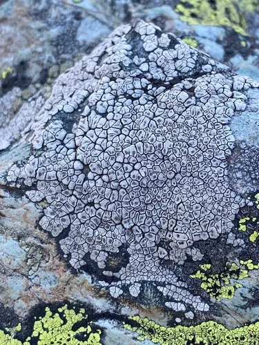 Alpine Brown Sunken Disk Lichen