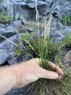 little ricegrass thumbnail 4