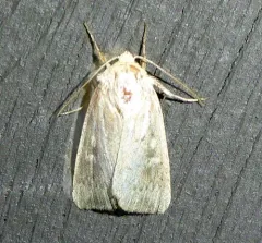 Unarmed Wainscot thumbnail 3