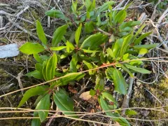 strawberry tree thumbnail 2