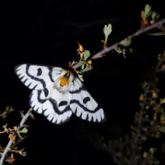 Sagebrush Sheep Moth thumbnail 3