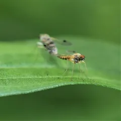 Chrysopilus modestus thumbnail 4