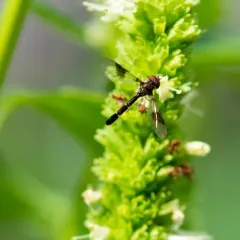 Eastern Band-winged Hover Fly thumbnail 1