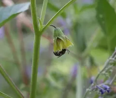 Broad-footed Cellophane Bee thumbnail 3