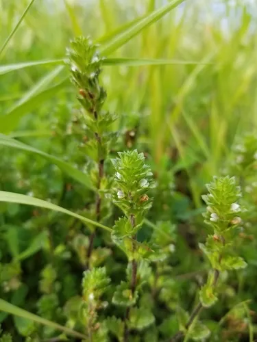 Arctic Eyebright