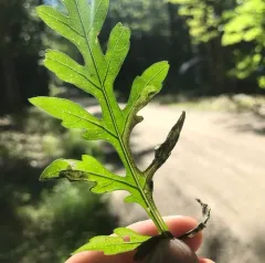 Agromyza ambrosivora thumbnail 3