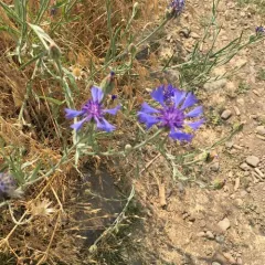 Cornflower thumbnail 2