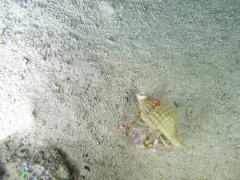 Purple Hermit thumbnail 4