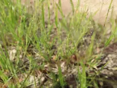 Philadelphia panic grass thumbnail 3