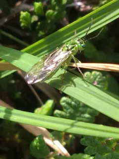 Pale Green-Tenthredo thumbnail 2