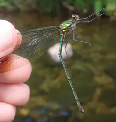 Superb Jewelwing thumbnail 4