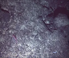 Brown Catshark thumbnail 4