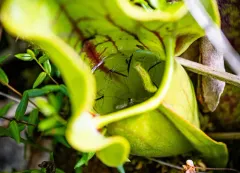 Fletcherimyia fletcheri thumbnail 4