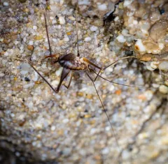 Allegheny Crevice Cricket thumbnail 1