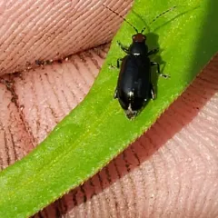 Red-headed Systena thumbnail 3