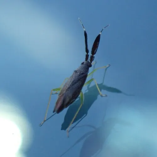 Common Flathorn Plant Bug
