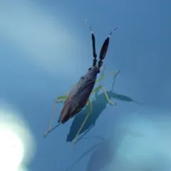 Common Flathorn Plant Bug thumbnail 1